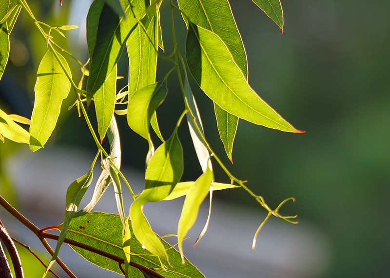 Closeup of Australian eucalyptus leaves on a tree