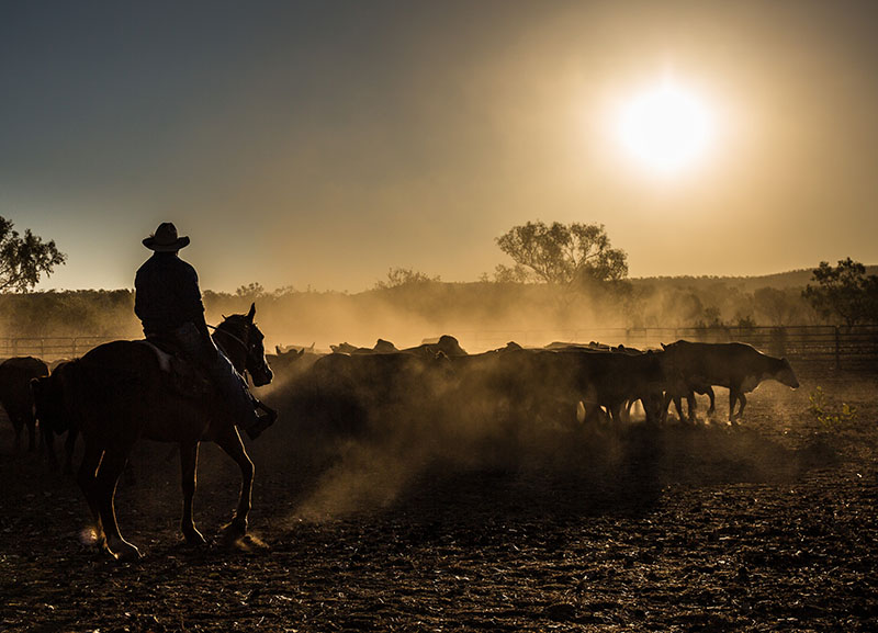 Cattle mustering