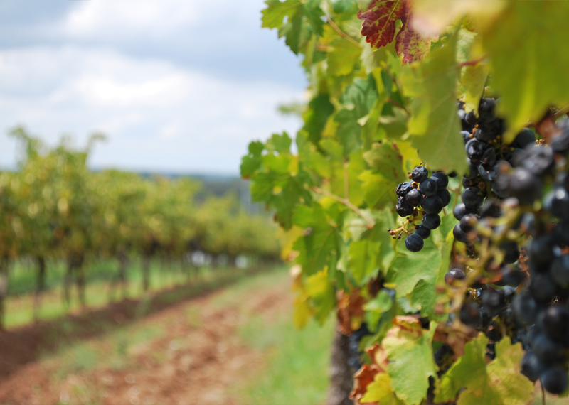 Management of the Pacific Australia Labour Mobility (PALM) scheme