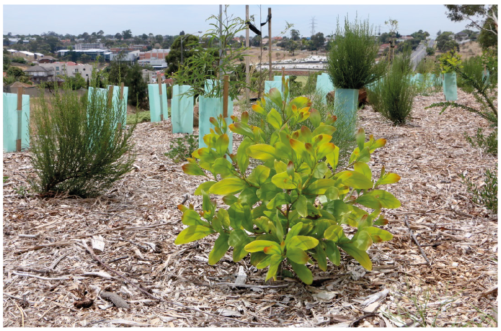 Greening the West of Melbourne tree-planting site, near Steele Creek Reserve on the Maribyrnong River