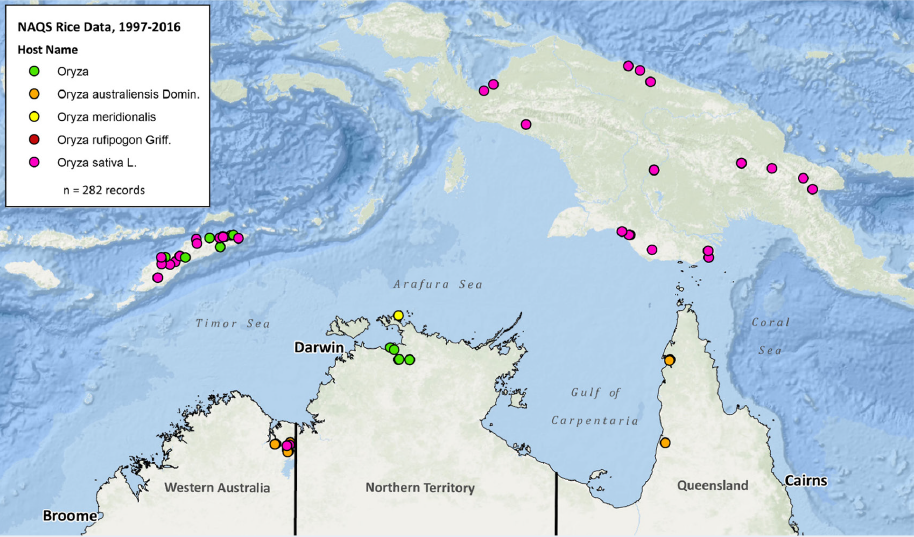 Two maps showing northern Australia (showing parts of Papua New Guinea, Indonesia, and Timor Leste) with clusters of colour dots that identify the type and location of sugar and rice species. The maps show concentrations of species in different regions