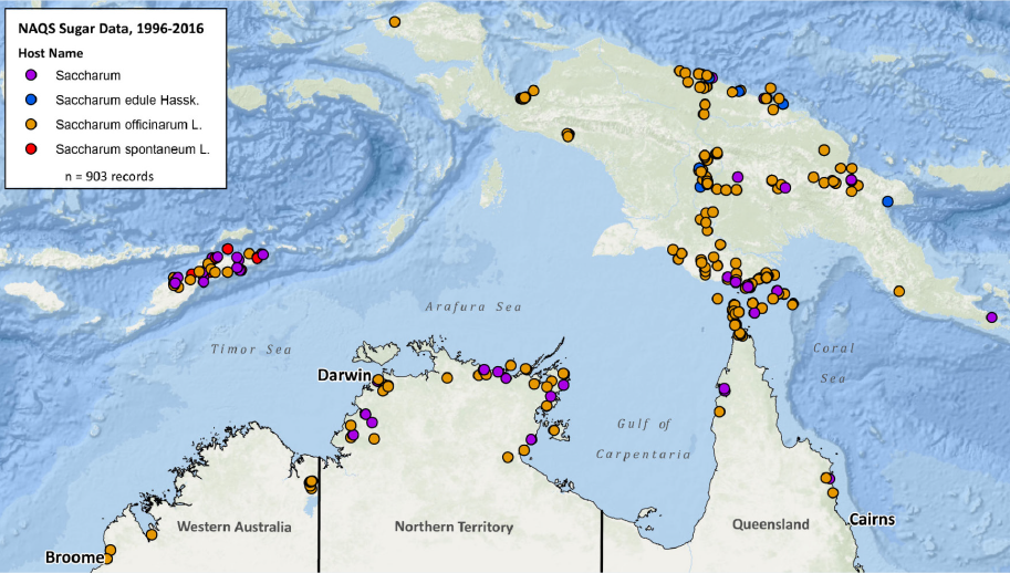 Two maps showing northern Australia (showing parts of Papua New Guinea, Indonesia, and Timor Leste) with clusters of colour dots that identify the type and location of sugar and rice species. The maps show concentrations of species in different regions.