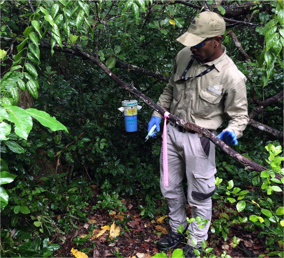 A photo that shows a biosecurity officer inspecting a fruit fly trap that is hanging on a tree branch. The trap is made of blue plastic and is the shape of an enclosed cylinder approximately 25 centimetres high and 10 centimetres wide. A photo that shows a biosecurity officer inspecting a fruit fly trap that is hanging on a tree branch. The trap is made of blue plastic and is the shape of an enclosed cylinder approximately 25 centimetres high and 10 centimetres wide.