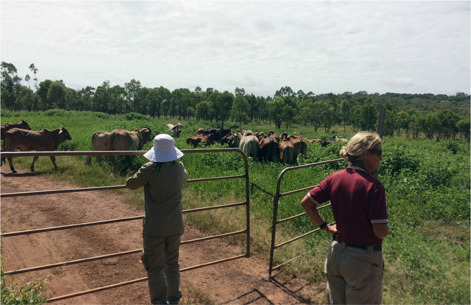 A photo that shows two biosecurity officers looking over a fence where approximately 20 cows are in a field. The cows are the sentinel herd located in Bamaga. A photo that shows two biosecurity officers looking over a fence where approximately 20 cows are in a field. The cows are the sentinel herd located in Bamaga.