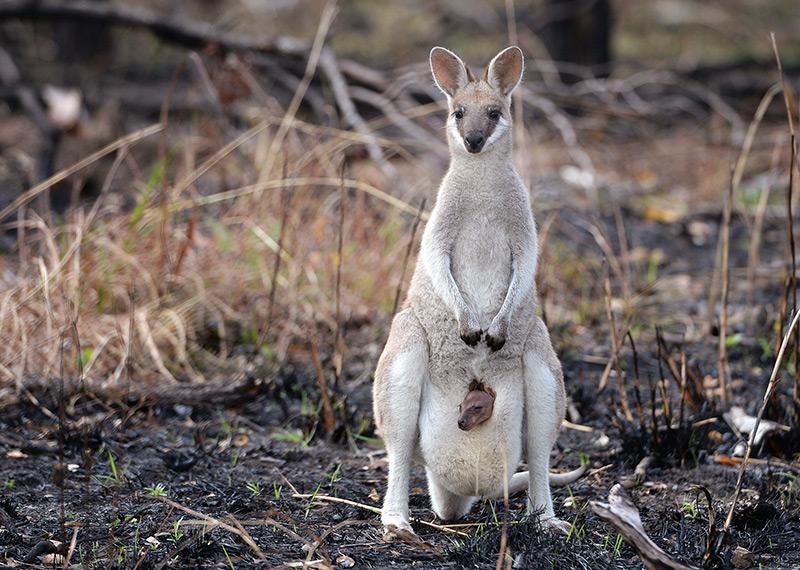 A wallaby with a joey in its pouch stands in front of shrubs. 