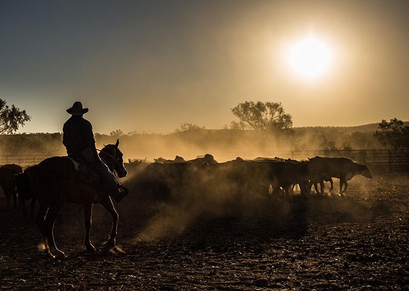 Cattle mustering